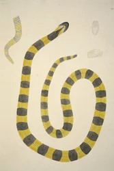 Bungarum Pamah, aus einem Bericht über indische Schlangen, gesammelt an der Küste von Coromandel, veröffentlicht 1796